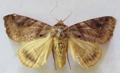 Celiptera remigioides