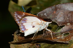 Ebusus ebusus ebusus