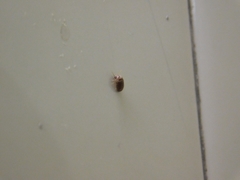 Ptinidae