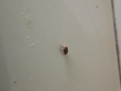 Ptinidae