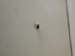 Ptinidae