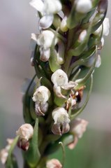 Brownleea parviflora