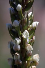 Brownleea parviflora