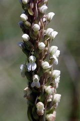 Brownleea parviflora