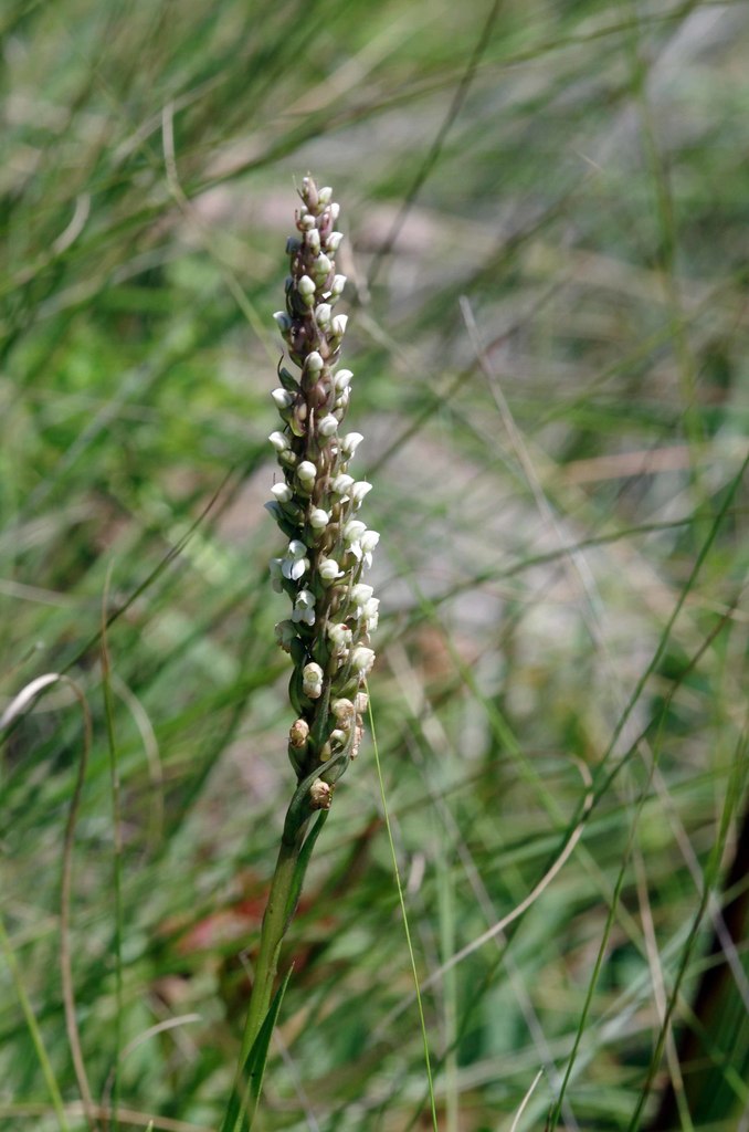 Miniflower False-Disa