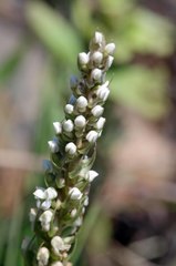 Brownleea parviflora