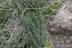 Juncus inflexus