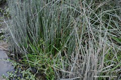 Juncus inflexus