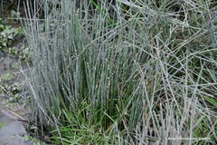 Juncus inflexus
