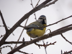 Cyanistes caeruleus