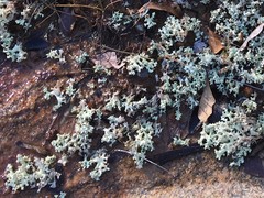 Cladonia caroliniana