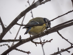 Cyanistes caeruleus