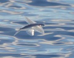 Cheilopogon melanurus