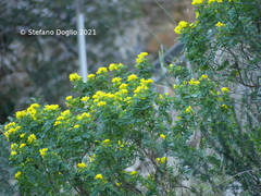 Hippocrepis emerus emerus