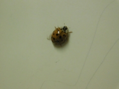 Harmonia axyridis