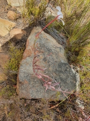 Pelargonium lanceolatum