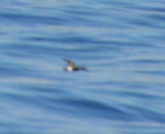 Hydrobates leucorhous