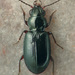 Bembidion fortestriatum - Photo (c) 
David R. Madison, some rights reserved (CC BY)
