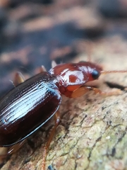 Ocys tachysoides
