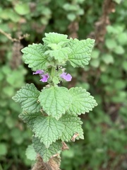 Marrubieae