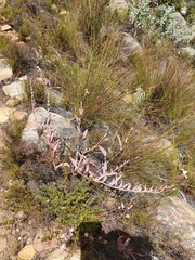 Pelargonium lanceolatum