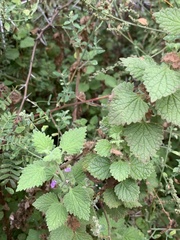 Marrubieae
