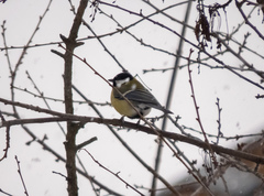 Parus major