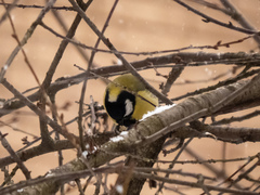 Parus major