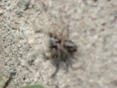 Habronattus pyrrithrix