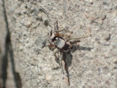 Habronattus pyrrithrix