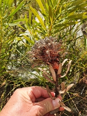 Leucospermum tottum