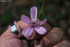 Cosmos carvifolius