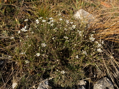 Minuartia setacea