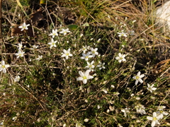 Minuartia setacea