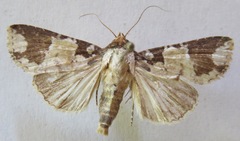 Condica cupentia
