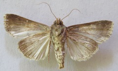 Condica cupentia