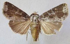 Condica cupentia