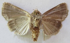 Condica cupentia