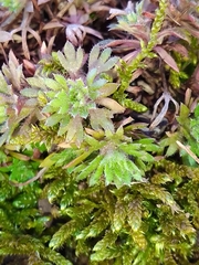 Saxifraga cespitosa