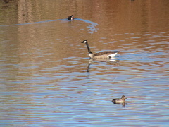 Branta canadensis