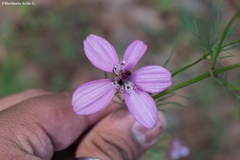 Cosmos carvifolius