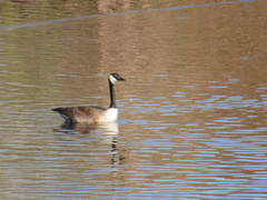 Branta canadensis