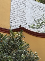 Turdus migratorius