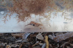 Leander tenuicornis
