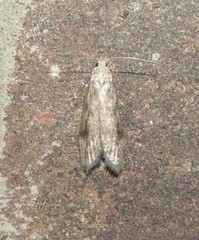 Aphomia terrenella