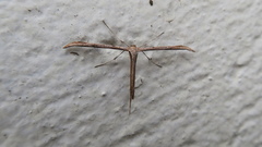 Emmelina monodactyla