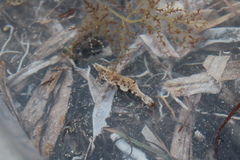 Leander tenuicornis