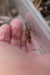 Leander tenuicornis