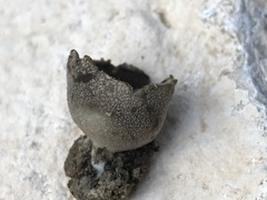 Urnula