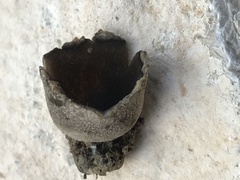 Urnula